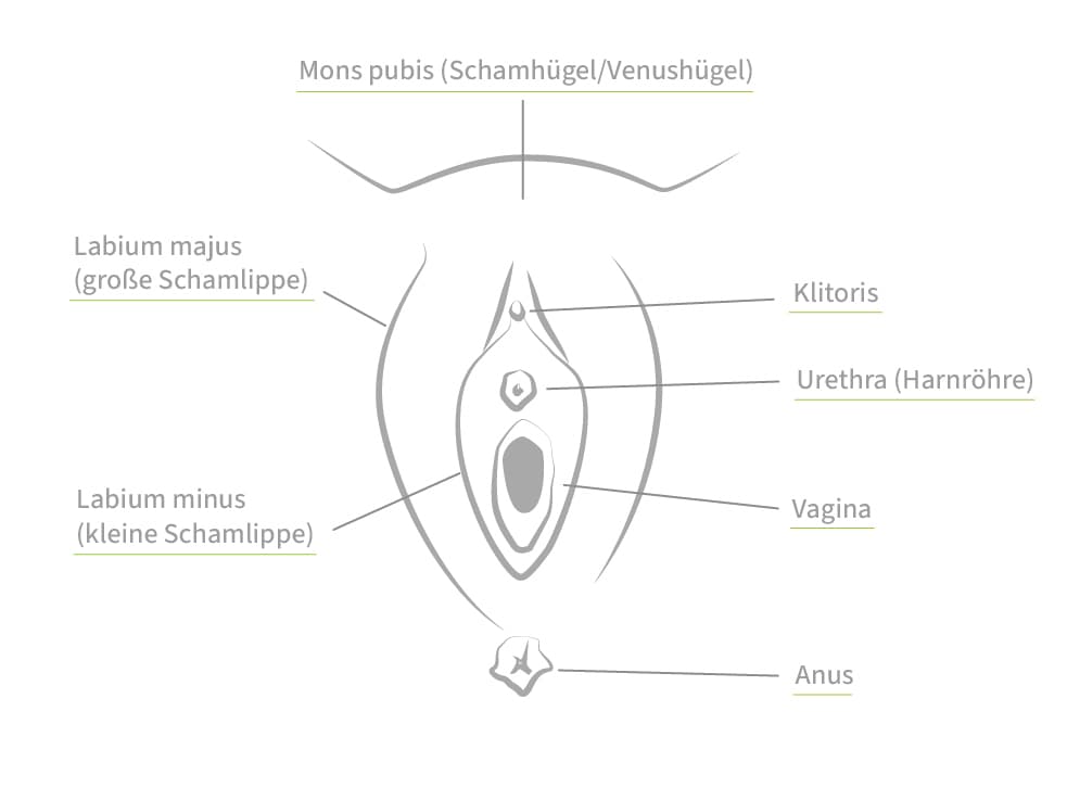 Anatomie der Vagina